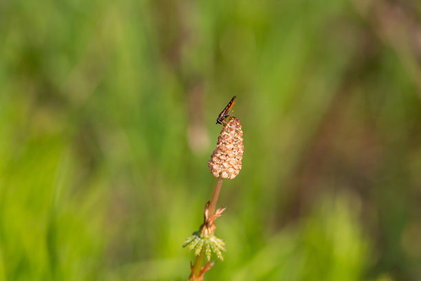 常见马尾草（Equisetum arvense）生育芽（孢子囊）的特写照片。草地上的马尾花。图片下载