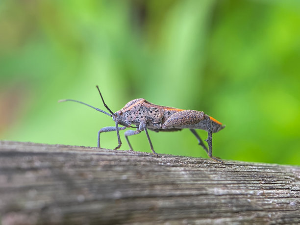 黑色和橙色昆虫在绿色茎上的特写微距照片图片下载