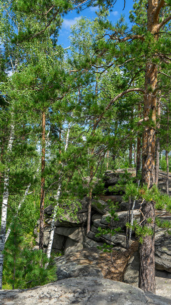 小恶魔岩，恶魔山堡复合体，阳光明媚的夏日。伊塞特公园，伊塞特村，斯维尔德洛夫斯克地区，俄罗斯。徒步旅行。岩石上的松树。竖版图片图片下载