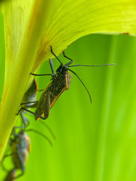 黑色和橙色昆虫在绿色茎上的特写微距照片图片下载