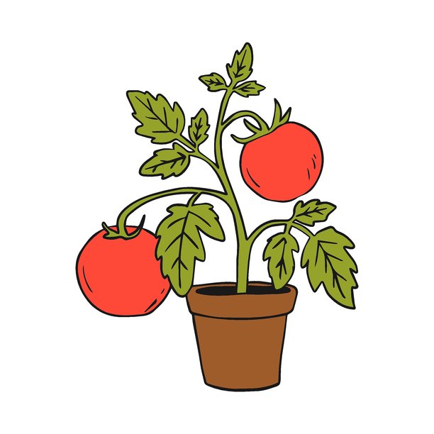 室内盆栽番茄植物。手绘矢量插图。图片下载