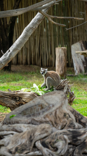 狐猴坐在树上的围栏里，吃着生菜叶，位于阿联酋迪拜的野生动物园。圈养野生动物。竖版图片图片下载