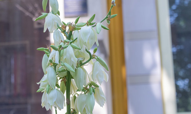 一张白色洋葱花的特写照片，生长在公寓楼前，背景模糊，自然光照射。图片下载