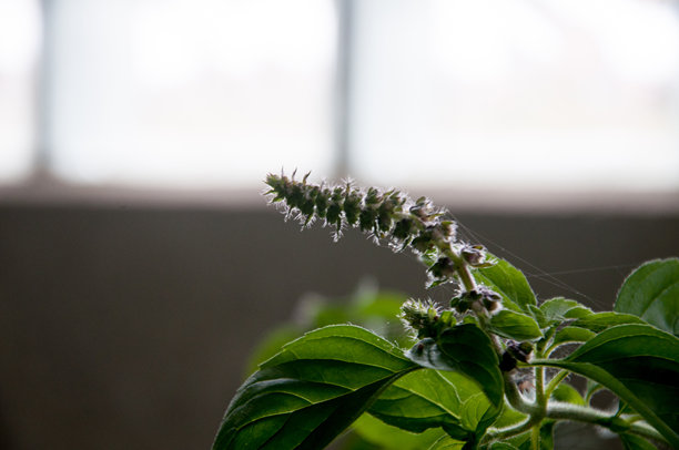 窗户背景下的罗勒照片图片下载