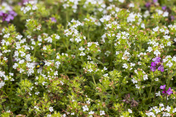 爬行百里香花朵与纯色背景。色彩丰富的花卉照片。屏幕保护程序。图片下载