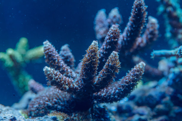 枝状珊瑚虫的特写照片，展示了海洋生物的珊瑚结构图片下载