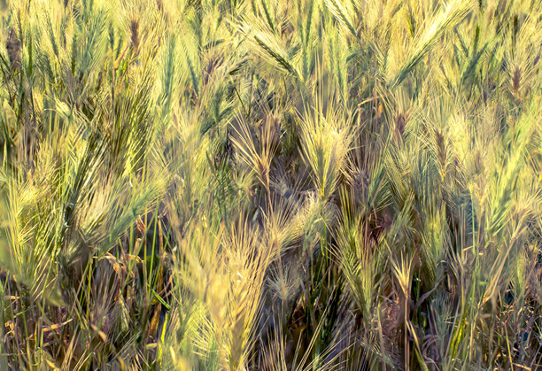 金色大麦田的生动特写，阳光照耀下成熟谷物的质感，理想的农业素材图片下载