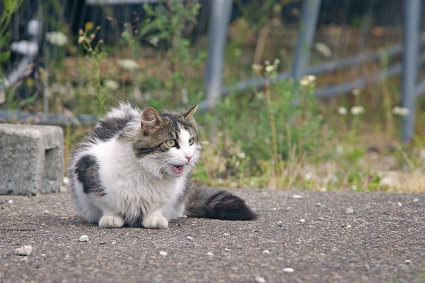可爱的流浪猫坐在外面喵喵叫。横向图片，留有空白空间。图片下载
