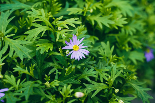 春天森林地区盛开的白色雏菊花。雏菊背景特写，野生洋甘菊，草地，小白色野花。雏菊花。雏菊特写，雏菊田野，自然图片。图片下载