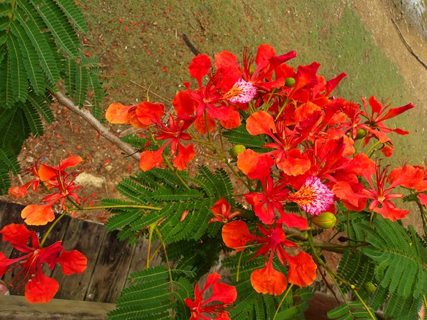 波多黎各佛罗里达镇的华丽花朵。照片拍摄于贾内特·冈萨雷斯·桑切斯休闲公园。经过编辑以突出颜色。图片下载