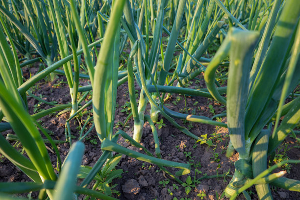 一片绿葱床，茂盛的嫩芽在黑土中生长，阳光照耀着。这张图片非常适合用来展示新鲜蔬菜、园艺、种植和健康饮食的主题。图片下载