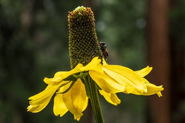 加利福尼亚州美国的自然风光照片图片下载