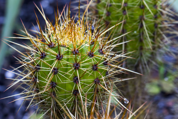 雨后仙人掌。仙人掌针上的水滴。特写。色彩丰富的仙人掌照片。模糊的背景带有高光和散景。留白空间。屏幕保护程序。图片下载