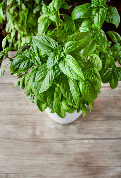 绿色罗勒在木桌上的白色花盆中生长，鲜嫩的大绿罗勒叶，照片可用作烹饪主题的背景。图片下载