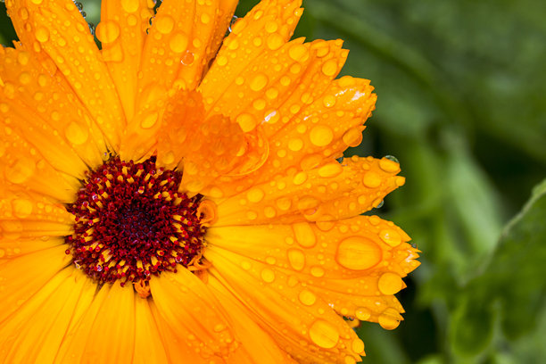 金盏花花朵带水滴特写。色彩丰富的花朵照片。模糊的背景带有高光和散景。留有文字空间。金盏花。金盏花。菊科。星辰花。图片下载