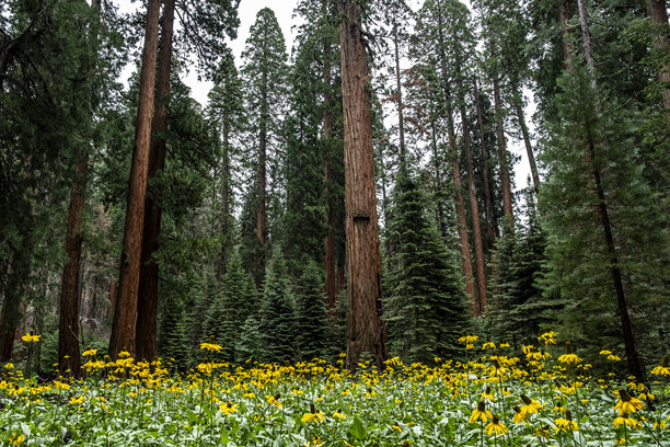 加利福尼亚州美国的自然风光照片图片下载
