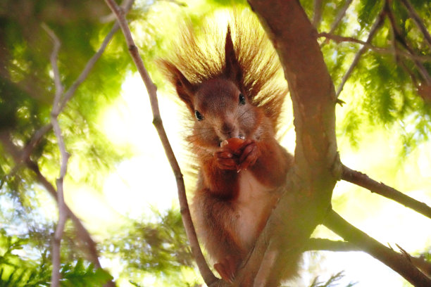 红毛松鼠在树上吃坚果的特写明亮照片图片下载