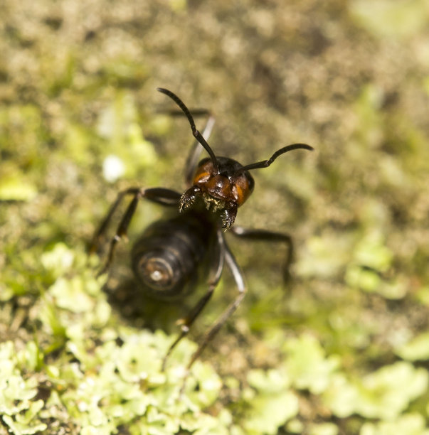 红色森林蚂蚁在自然背景下。野生动物的彩色照片。昆虫的微距照片。特写。留有文字空间。蚂蚁。红火蚁。图片下载