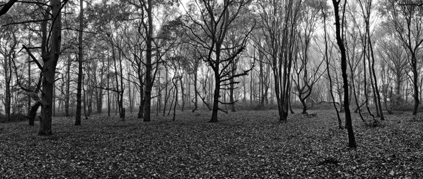 黑白全景照片，展示了覆盖着落叶的森林地面，许多光秃的树木延伸至朦胧的背景，拍摄于英格兰北约克郡的塞尔比。图片下载