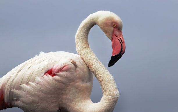 优质库存照片：一只羽毛鲜艳、姿态优雅的单只火烈鸟特写图片下载