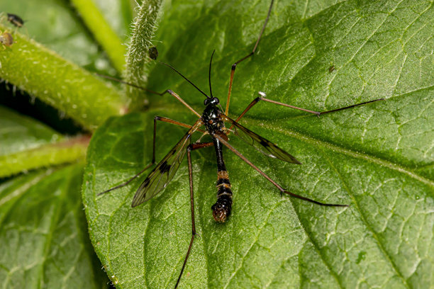 一只美丽的苍蝇，长触角和腿，背景为黑色。孤立的。色彩丰富的昆虫微距照片。特写。苍蝇。Ptychoptera contaminata。橙色标记的蚊蝇。蚊蝇。图片下载