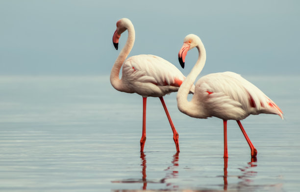 优质库存照片：两只优雅的火烈鸟并排站立在蓝色背景下图片下载