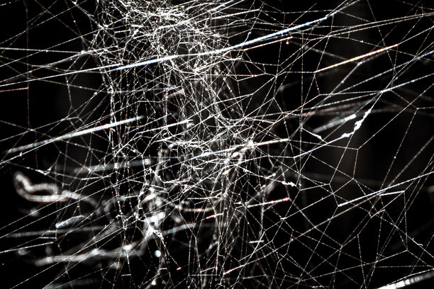 这张库存照片展示了一张精致编织的蜘蛛网在阳光下闪闪发光。网的细腻丝线形成了迷人的图案，露珠在上面闪烁。图片下载