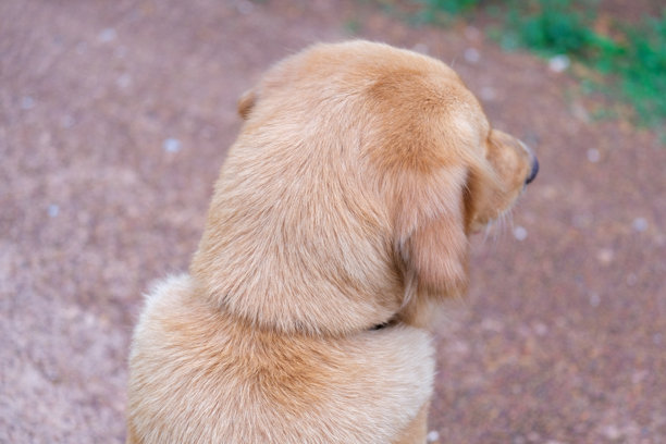 狗的背影照片。图片下载