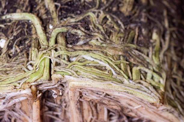 植物的许多根部紧密交织在土壤中。特写照片。图片下载