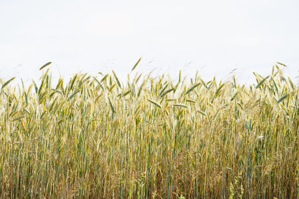 小麦穗特写的田野，背景照片图片下载