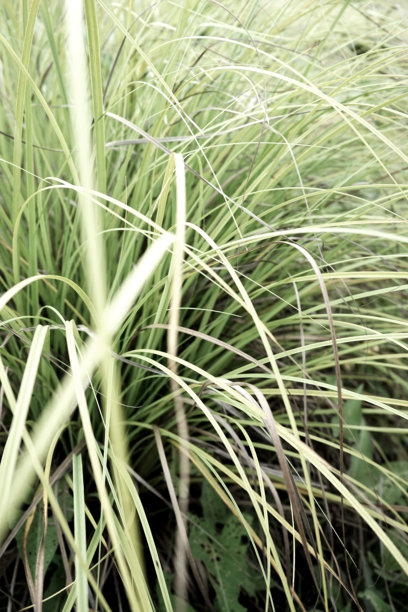 真实有机照片，绿色草地，植物，户外自然，简约自然，夏季背景图片下载