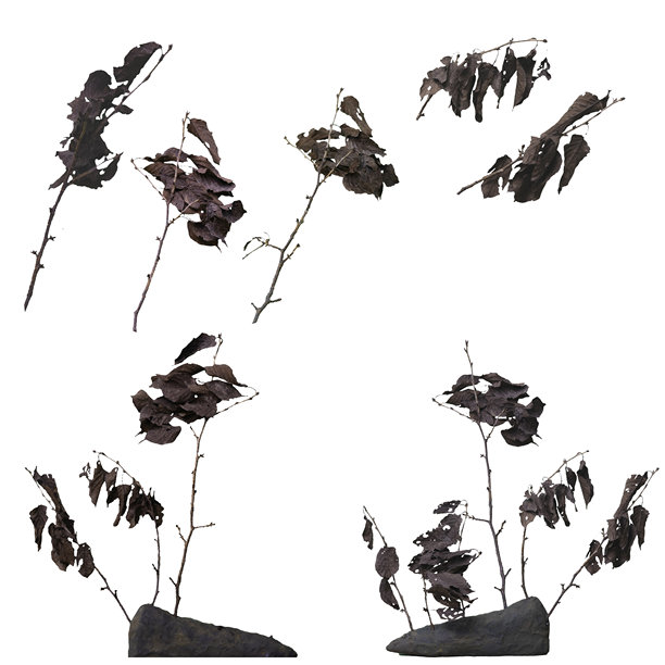 这是冬季森林中干枯树枝的照片，具有透明度，便于编辑。图片下载