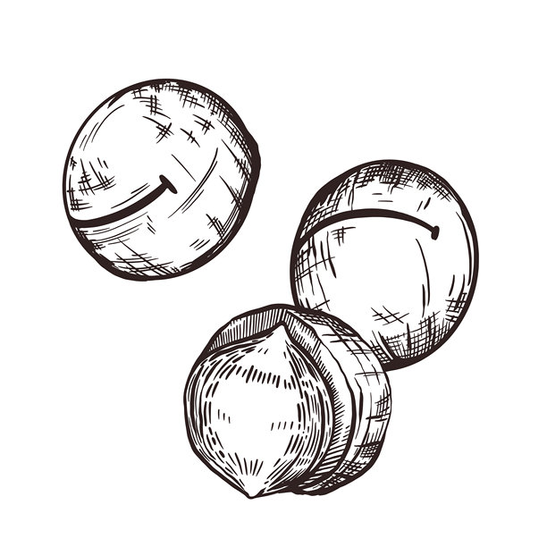 手绘的带壳和去壳的澳洲坚果，矢量图。适用于食品包装、标签设计、餐具和面料印刷。图片下载