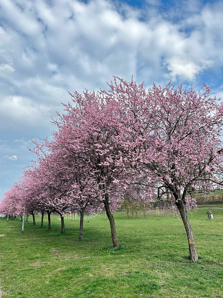 垂直照片。盛开的粉色树木映衬着蓝天。图片下载