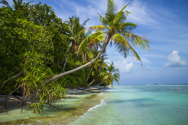 热带海滩与棕榈树的库存照片图片下载