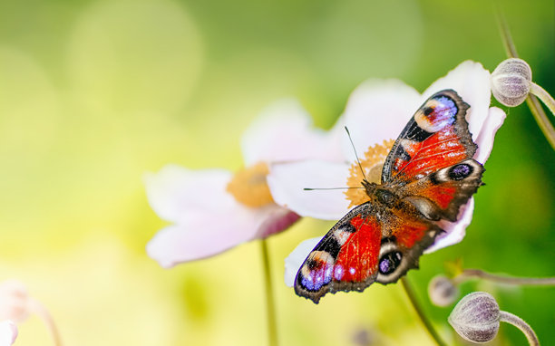 夏日清晨，蝴蝶停在花朵上的美丽微距照片。图片下载