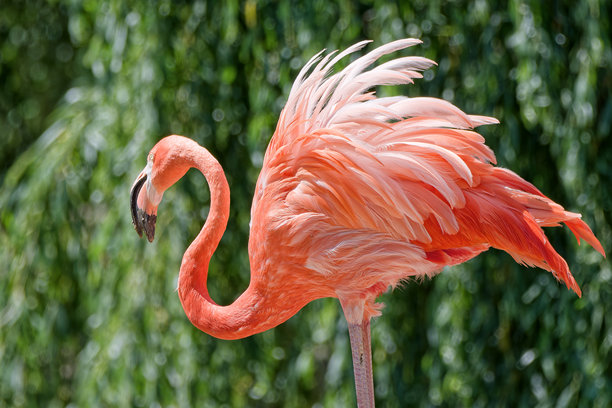 明亮的粉色火烈鸟，羽毛蓬松。阳光明媚的日子里，绿色模糊背景下的特写野生动物照片。图片下载