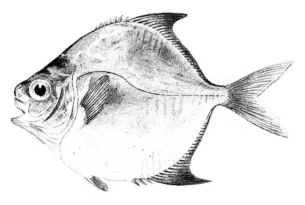 1842年雕刻的有刺的粗线鱼图片下载