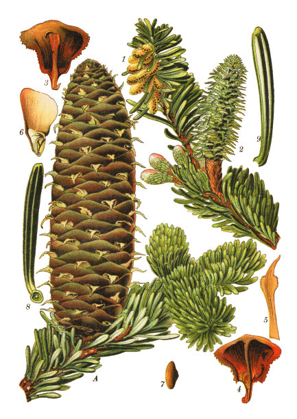 枞树形图片下载