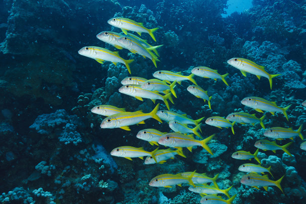 黄鳍鲷鱼群 红海鱼类 水下海洋生物 珊瑚礁 水下照片图片下载