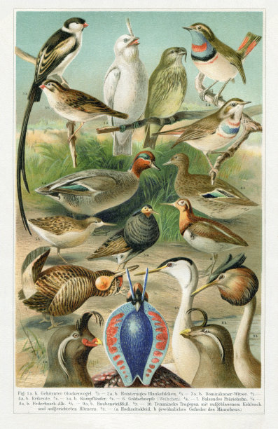 各种不同的鸟类插图图片下载