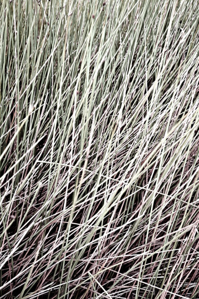 真实照片干燥的自然棕色草地丛林波西米亚中性色纹理美学夏季背景图片下载