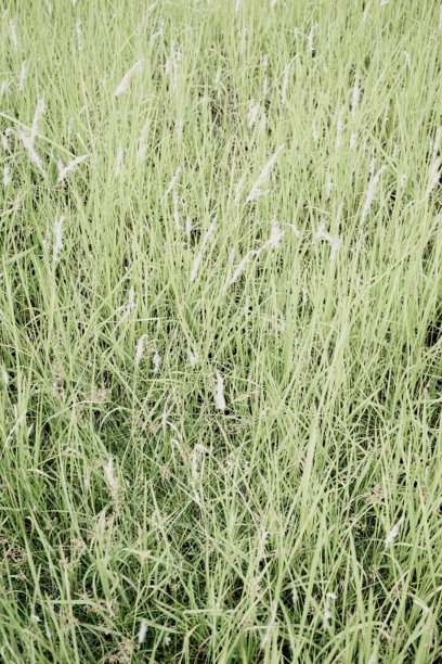 手工制作的真实照片，绿色草地，自然，中性，简约纹理，垂直背景图片下载