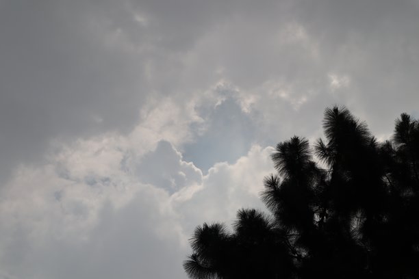 天空和树叶的剪影照片图片下载