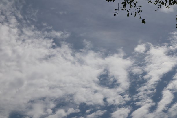 天空与树叶的剪影照片图片下载