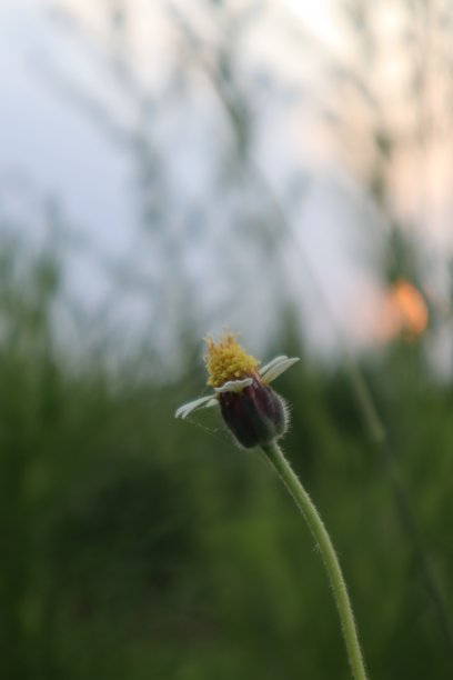 野外生长的小花照片图片下载