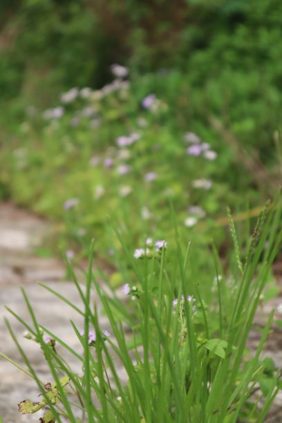 野外生长的小花照片图片下载