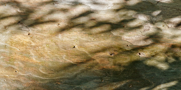 老树干的特写横幅，阳光下树叶投下的阴影。抽象木纹，自然之美。美丽的有机纹理木质背景，植物照片，树皮。图片下载