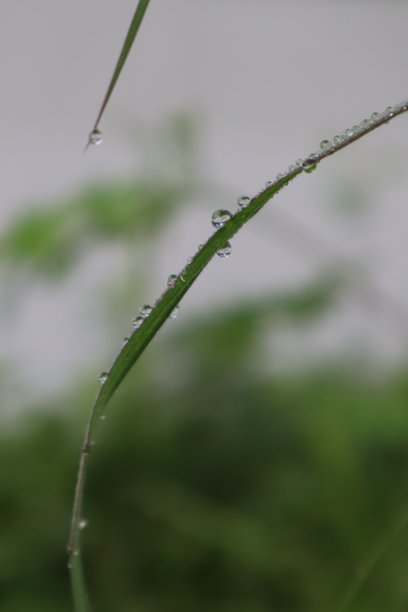 叶子上的水滴特写照片图片下载