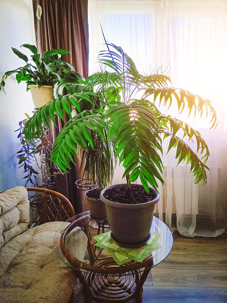 用于装饰客厅的盆栽植物。背光，竖版照片。图片下载